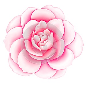 Pink white vintage rose flower isolated on white background. Digital watercolor illustration. Floral botanical drawing.