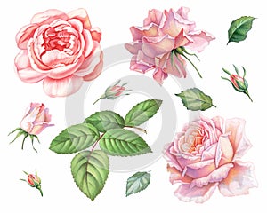Pink white vintage roses flowers isolated on white background. Colored pencil watercolor illustration.