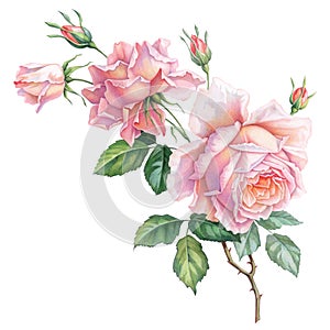 Pink white vintage roses flowers isolated on white background. Colored pencil watercolor illustration.