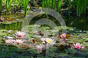 Pink and white water lilies or lotus flowers Marliacea Rosea in beautiful garden pond after rain. Lyrical motive for design