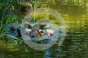 Pink and white water lilies or lotus flowers Marliacea Rosea in beautiful garden pond after rain. Lyrical motive for design