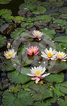 Pink and white water lilies or lotus flowers Marliacea Rosea in beautiful garden pond after rain