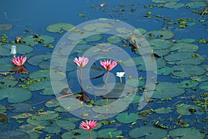 Pink and white waterlily floating on a blue water surface of a pond