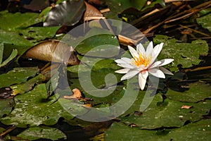 A pink white waterlily flower