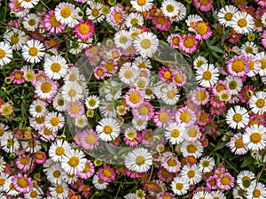 Pink and white wild daisies, spring flower background, Devon, UK. Erigeron karvinskianus aka Mexican fleabane.