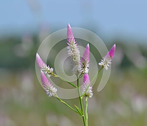 Pink and White Wild Flowers of Celosia Species