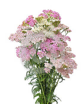 Pink and white yarrow