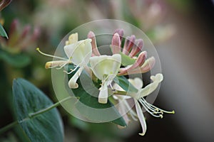Pink, white and yellow caprifoliaceae flowers photo