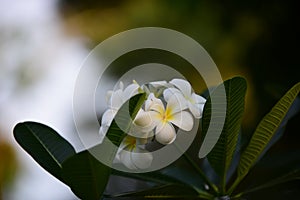 Pink white and yellow Plumeria .Colorful flowers.