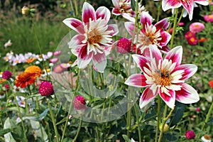 Pink and White Zahara Starlight Rose Zinnias Being Pollinated by Bees