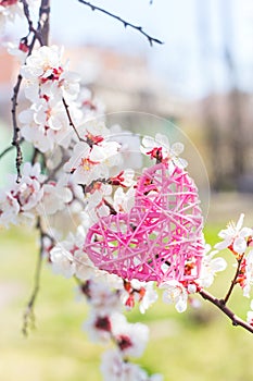 Pink wicker rattan heart surrounded by flowering branches of spring trees