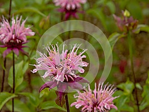 Pink wild bergamot flowers, close up - Monarda fistulosa photo