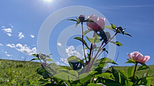 Pink wild Chinese peonies against the bright blue sky with white fluffy clouds