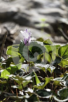 Pink wild cyclamen flowers close-up in natural environment