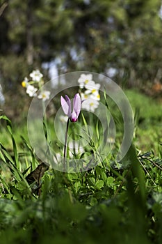 Pink wild cyclamen flowers close-up in natural environment