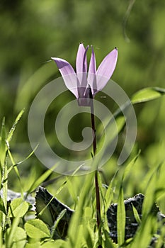 Pink wild cyclamen flowers close-up in natural environment