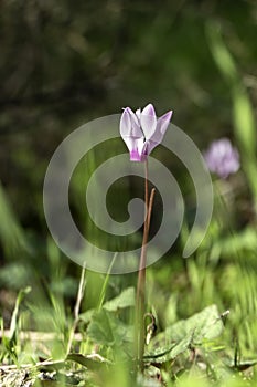 Pink wild cyclamen flowers close-up in natural environment