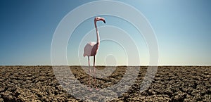 Pink wild flamingo in severe drought desert