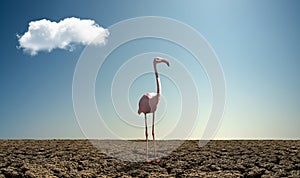 Pink wild flamingo in severe drought desert