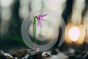 Pink wild flower, Dog's tooth violet or Dogtooth violet, Erythronium dens-canis, pink bloom