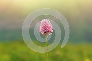 Pink wild flower in the sun beams, minimalism