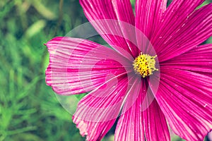 Pink wild flower â€œWild Cosmosâ€ Cosmos bipinnatus blooming during Spring and Summer closeup macro photo