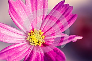 Pink wild flower â€œWild Cosmosâ€ Cosmos bipinnatus, covered by water droplets after rain, blooming during Spring and Summer