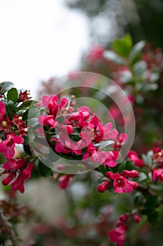 Pink wild flowering plant Redclaws  Escallonia rubra