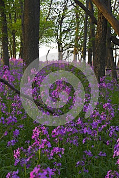 Pink wild flowers and forest