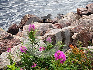 Pink wild flowers grow on the coast on the rock and sea water background