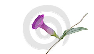 Pink wild flowers isolated white background.