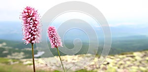 Pink wild flowers in Krkonose Giant Mountains in the Czech Republic, Bohemian Region. Snezne Jamy and glacial lakes