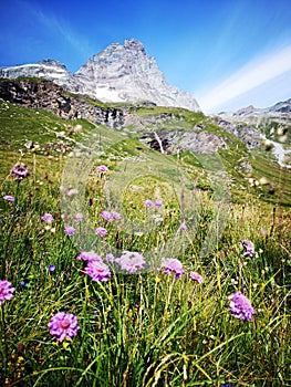 Pink wild flowers in the mountains - alpine landscape  - Monte Cervino - Matterhorn in  Breuil-Cervinia, Italy