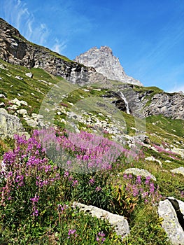Pink wild flowers in the mountains - alpine landscape  - Monte Cervino - Matterhorn in  Breuil-Cervinia, Italy