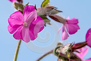 Pink wild flowers Red campion, Red catchfly, Silene dioica against the blue sky, closeup