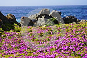 Pink wild flowers and rock cliff at Pacific Coast