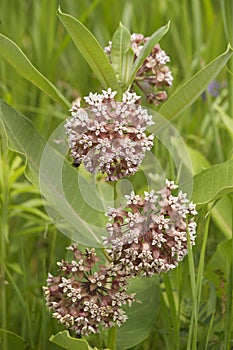 Pink wild flowers. Silkweed. Asclepias syriaca photo