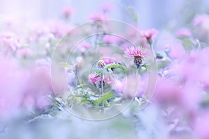 Pink wild flowers on a turquoise background. Selective focus.