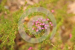 Pink wild flowers in Wilsons Promontory, Australia