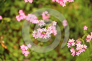 Pink wild flowers in Wilsons Promontory, Australia