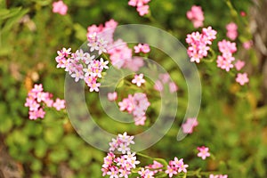 Pink wild flowers in Wilsons Promontory, Australia