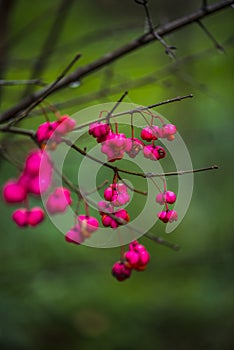 Pink wild fruits in the forest