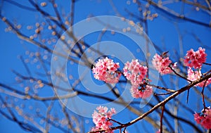 Pink Wild Himalayan Cherry blossom
