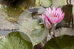 Pink wild lotus  Nelumbo in bloom. Indonesia, Papua New Guinea