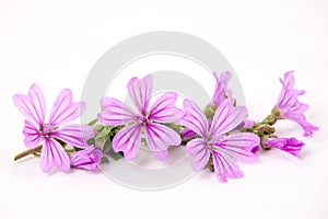 Pink wild mallow isolated
