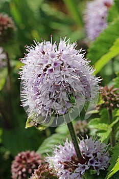 Pink wild mint flower in close up