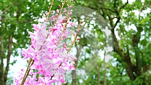 Pink wild orchid flowers are beautiful in nature