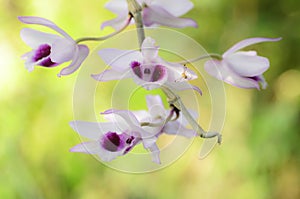 Pink wild-orchid flowers