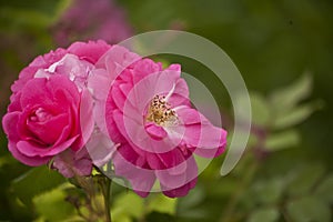 Pink wild rose