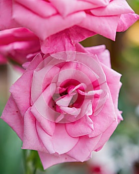 Pink Wild Rose - Beautiful flower plant rosa